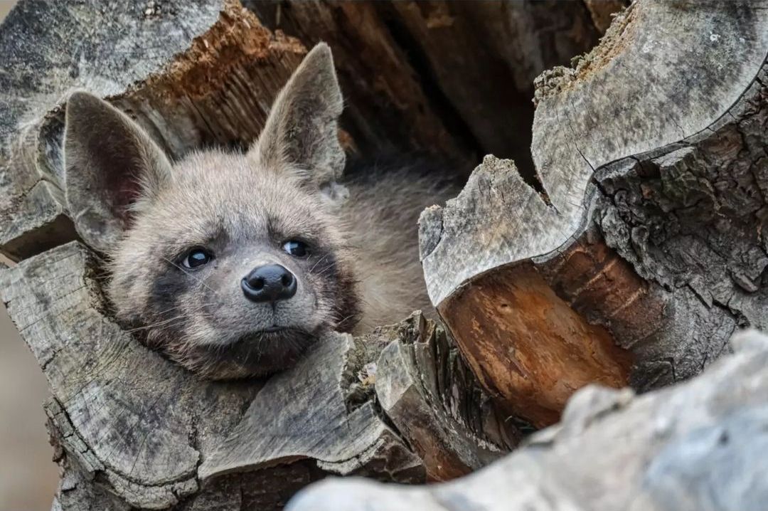 Who lives in a hollow? - Brown hyena, Hyena, Predatory animals, Wild animals, Zoo, Log, The photo, Longpost
