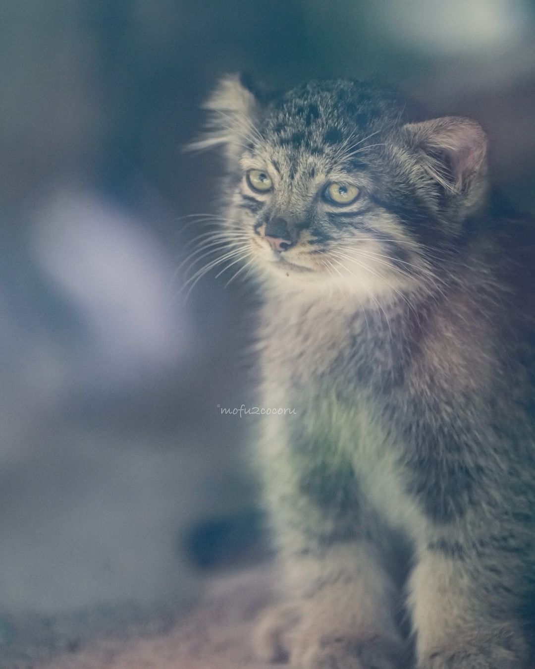 Mom's baby Az - Wild animals, Predatory animals, Cat family, Pallas' cat, Small cats, Young, Zoo, The photo, Video, Youtube, YouTube (link), Longpost