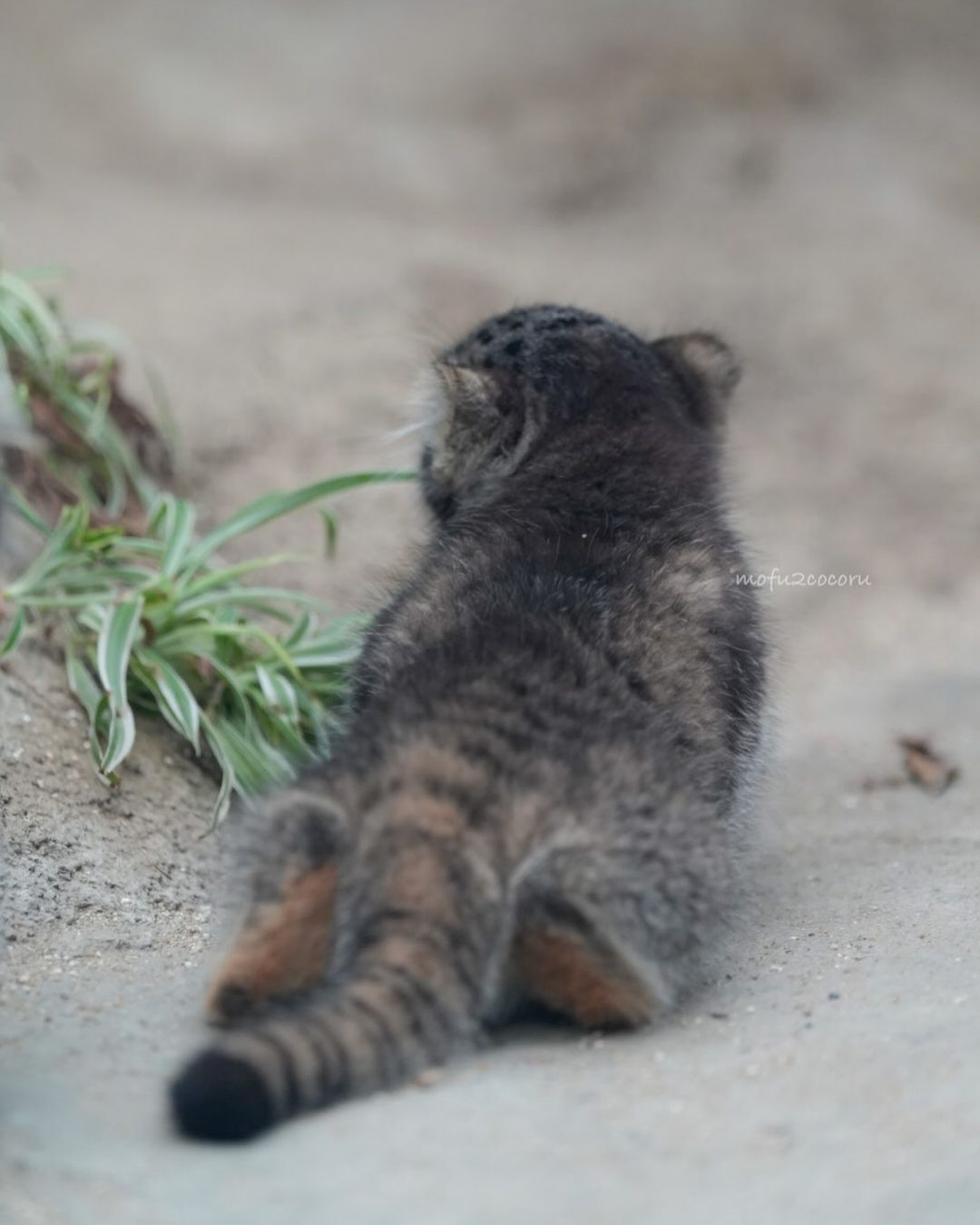 Mom's baby Az - Wild animals, Predatory animals, Cat family, Pallas' cat, Small cats, Young, Zoo, The photo, Video, Youtube, YouTube (link), Longpost