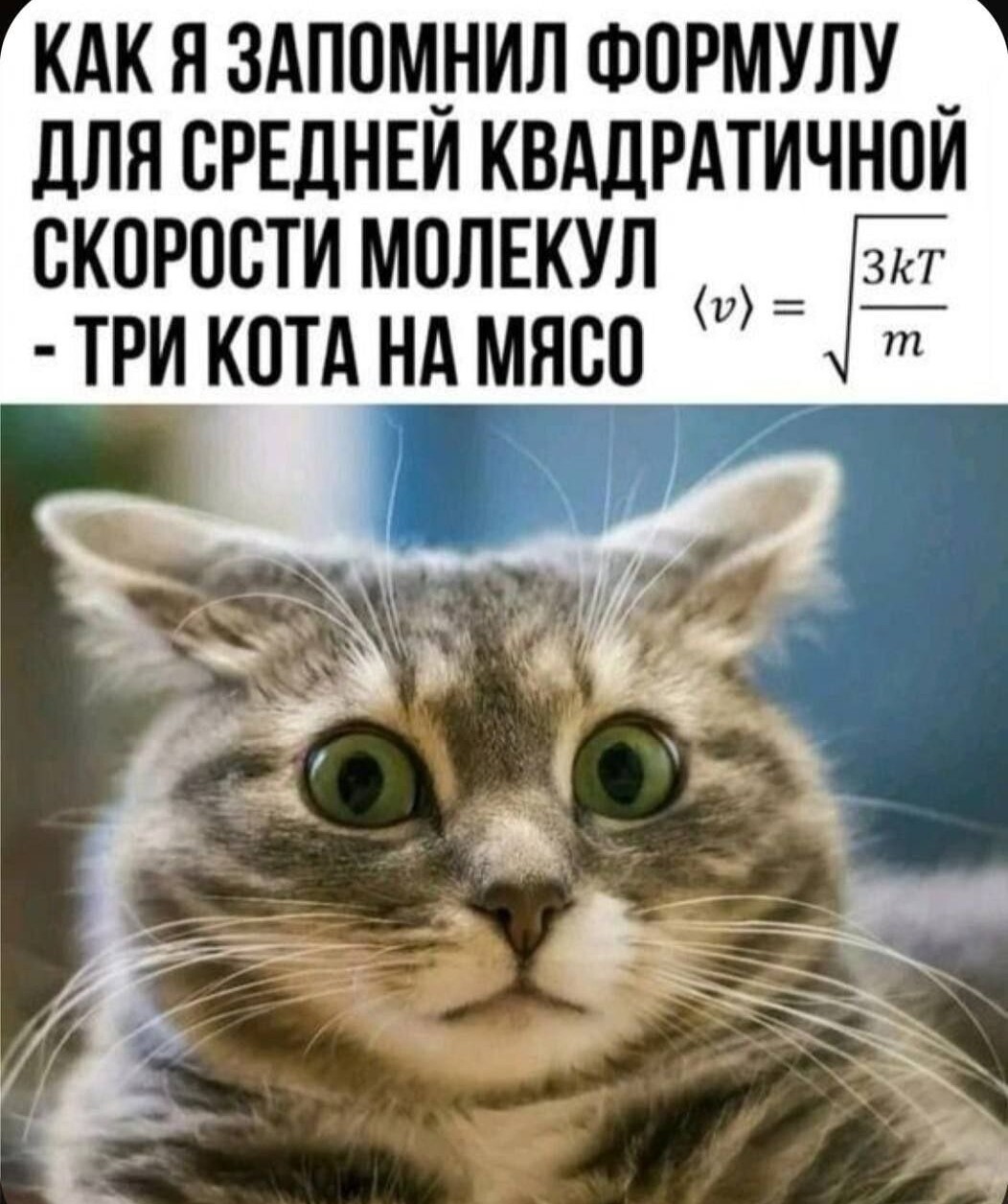 Formula - Humor, Picture with text, The photo, Formula, cat, Repeat