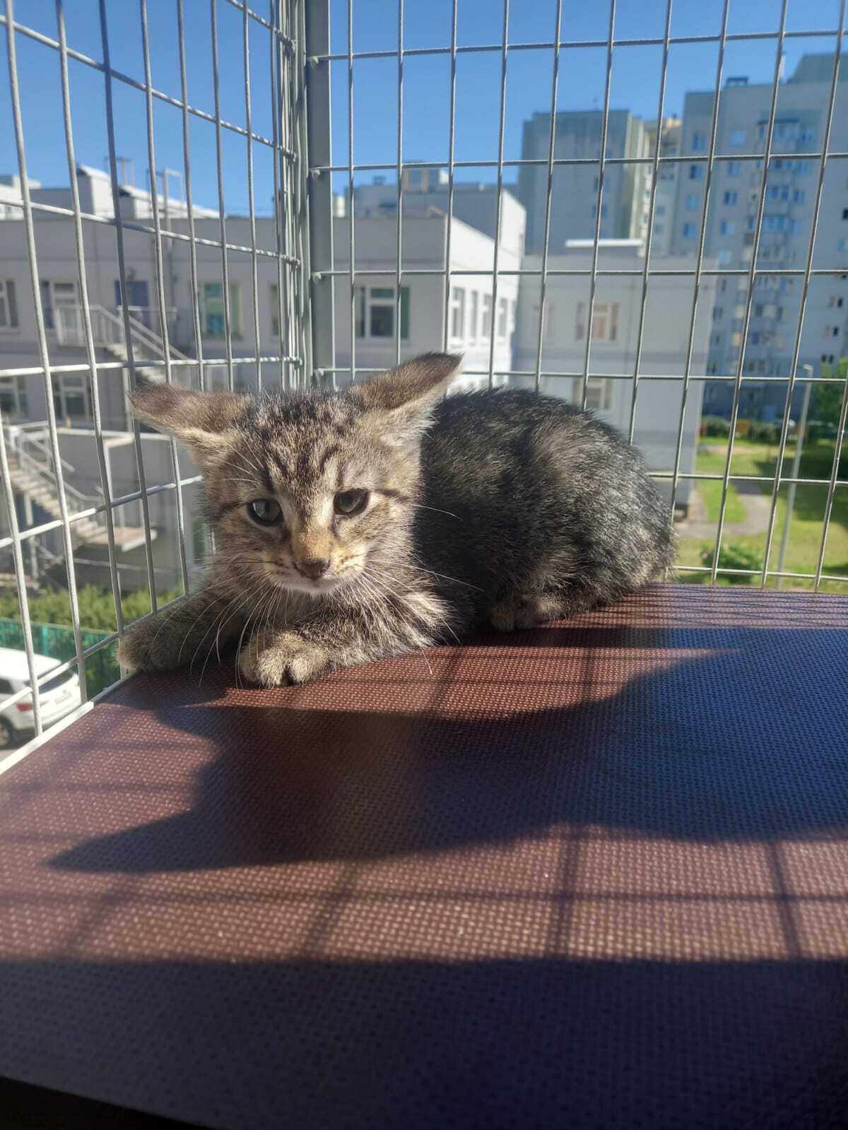 I sit high and look far away. A kitten in kind and affectionate hands - cat, No rating, Helping animals, Kittens, Saint Petersburg, Homeless animals, Longpost, VKontakte (link), In good hands