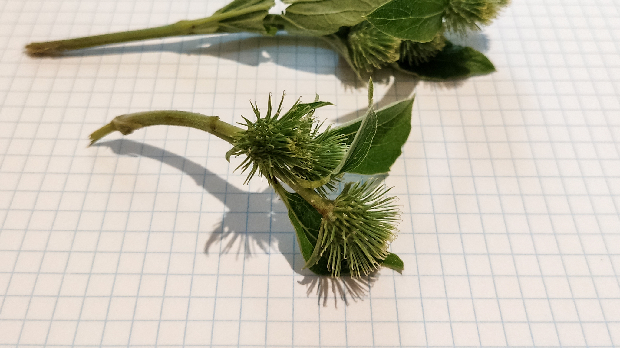 Photo project Let's take a closer look post No. 31. Burdock and unexpected neighbors - My, Macro photography, Nature, Bloom, The photo, Insects, Agrimony, Plants, The nature of Russia, Gardening, Longpost