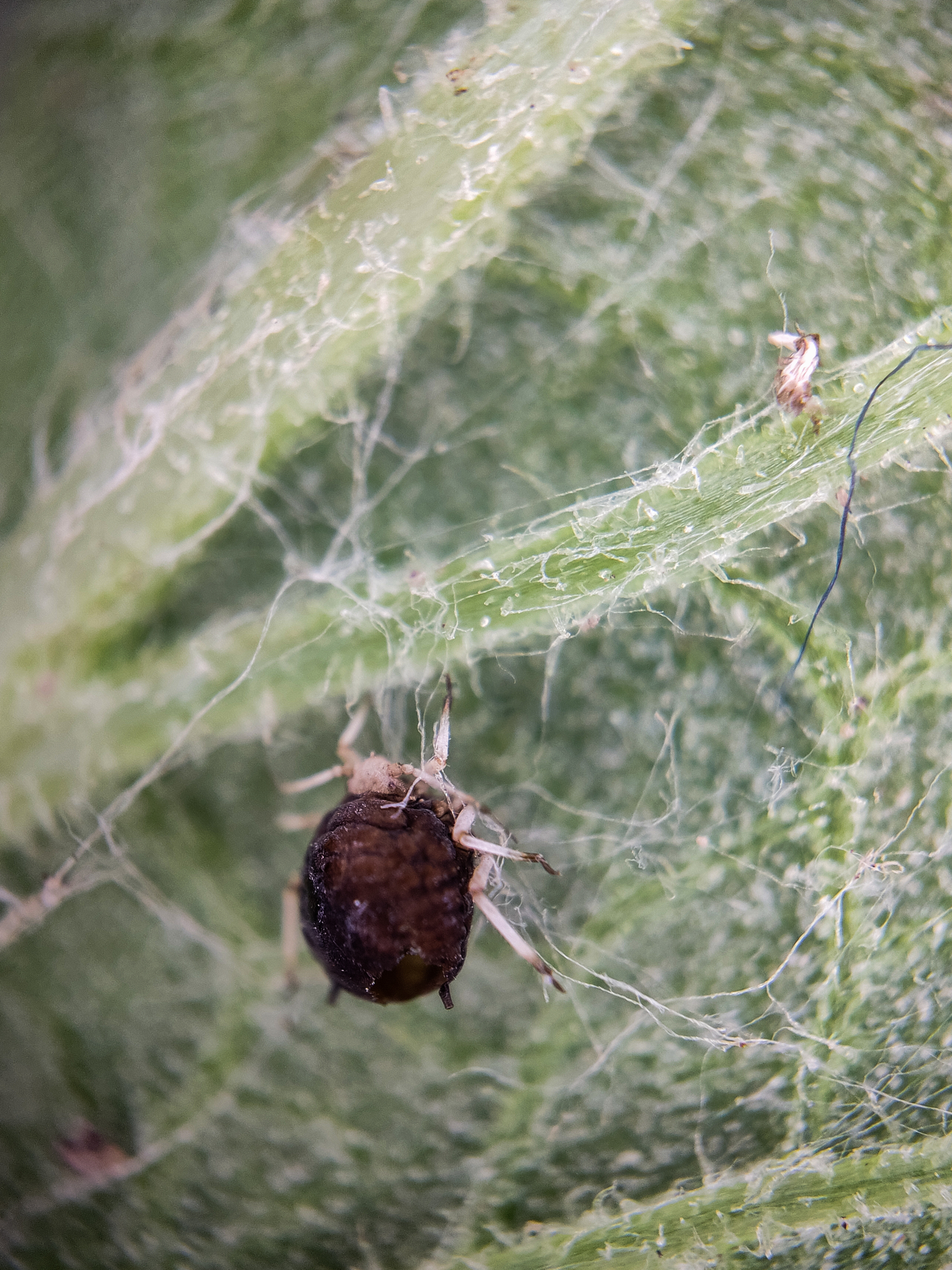 Photo project Let's take a closer look post No. 31. Burdock and unexpected neighbors - My, Macro photography, Nature, Bloom, The photo, Insects, Agrimony, Plants, The nature of Russia, Gardening, Longpost