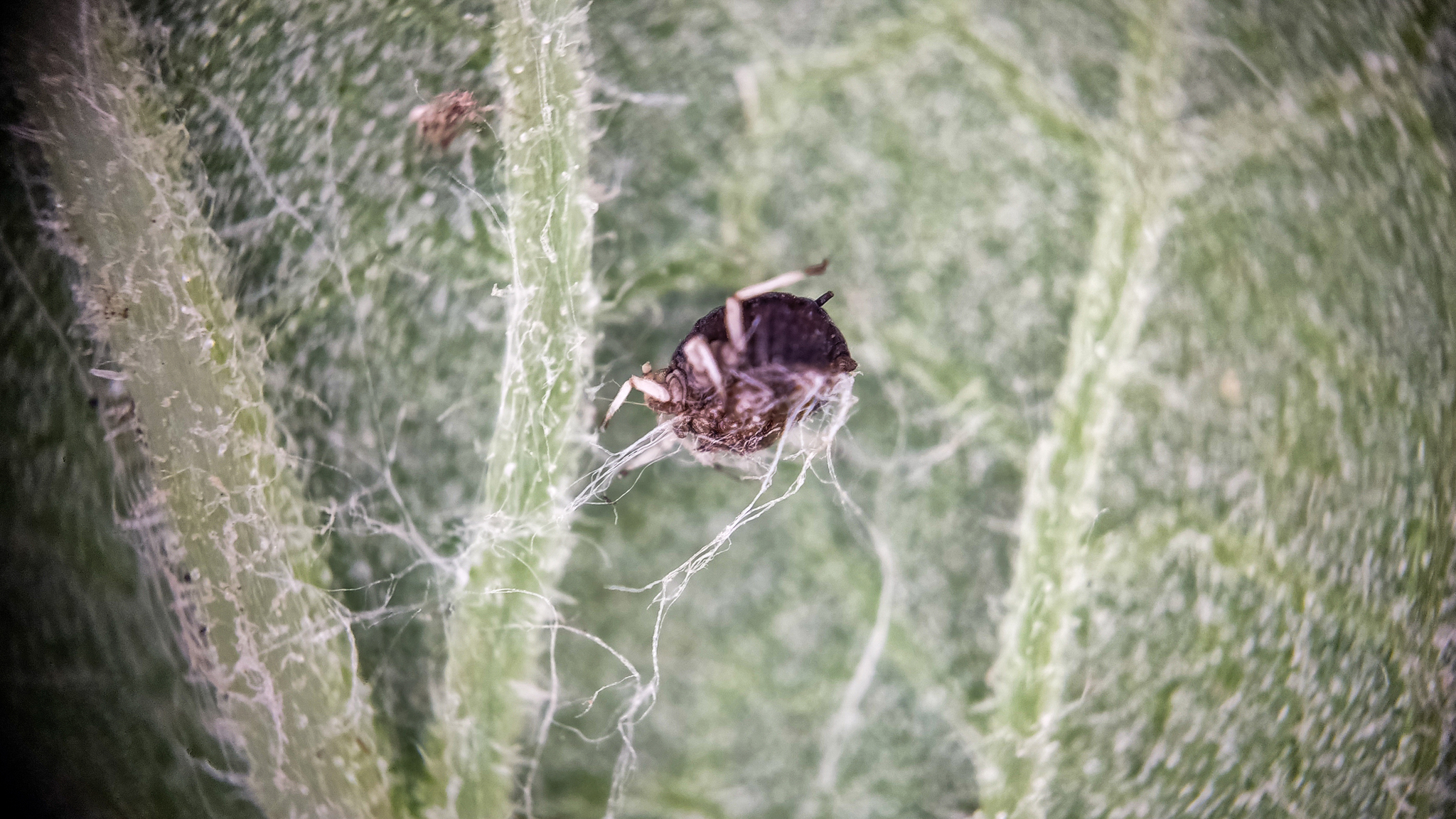 Photo project Let's take a closer look post No. 31. Burdock and unexpected neighbors - My, Macro photography, Nature, Bloom, The photo, Insects, Agrimony, Plants, The nature of Russia, Gardening, Longpost