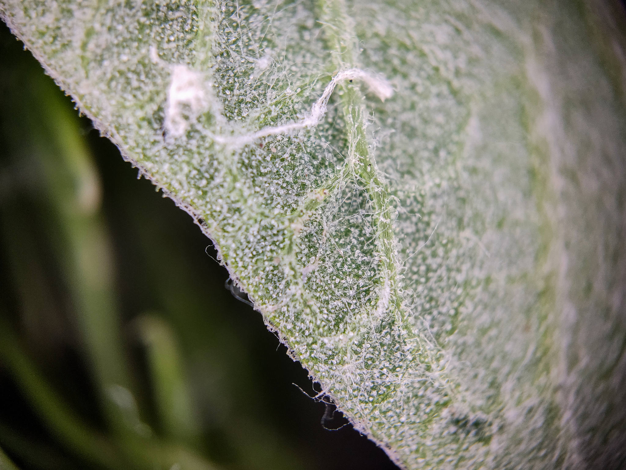 Photo project Let's take a closer look post No. 31. Burdock and unexpected neighbors - My, Macro photography, Nature, Bloom, The photo, Insects, Agrimony, Plants, The nature of Russia, Gardening, Longpost