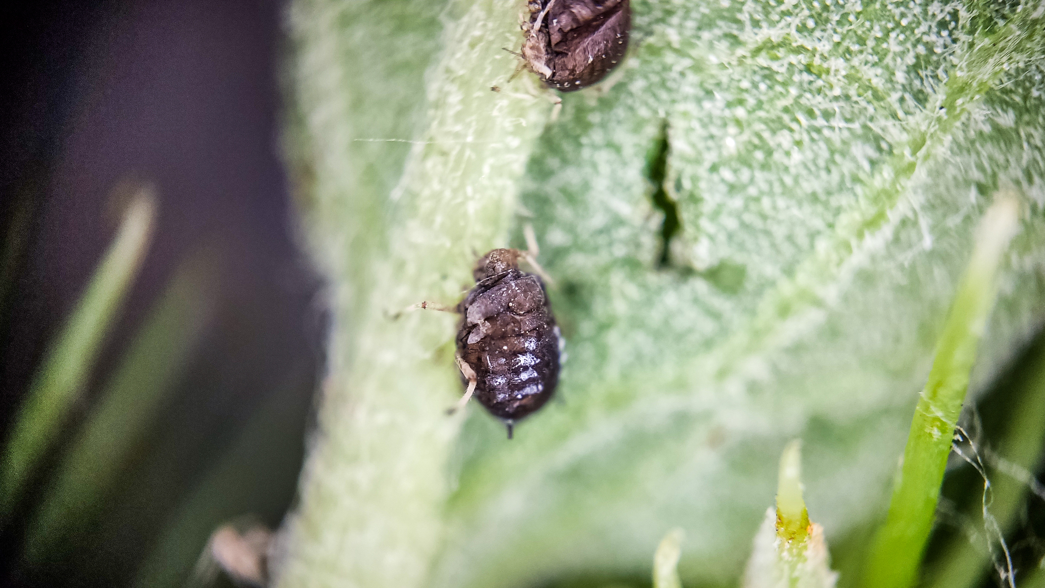 Photo project Let's take a closer look post No. 31. Burdock and unexpected neighbors - My, Macro photography, Nature, Bloom, The photo, Insects, Agrimony, Plants, The nature of Russia, Gardening, Longpost