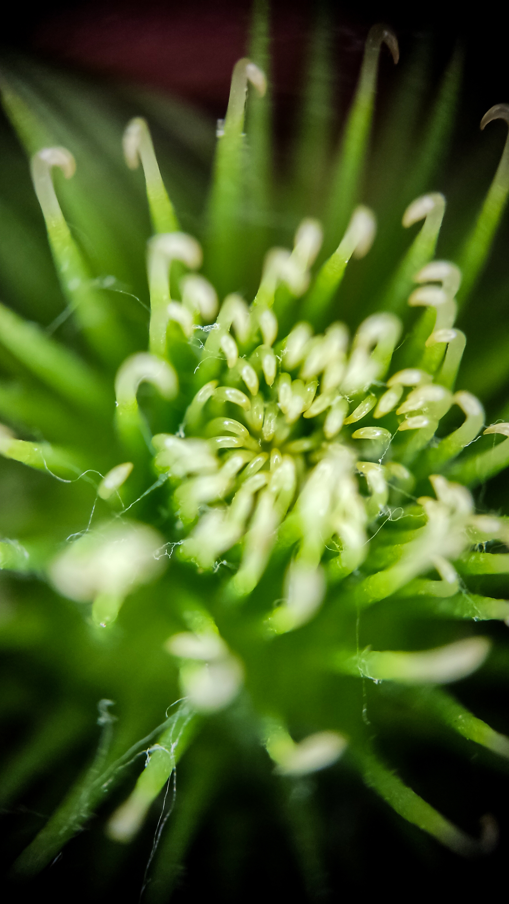 Photo project Let's take a closer look post No. 31. Burdock and unexpected neighbors - My, Macro photography, Nature, Bloom, The photo, Insects, Agrimony, Plants, The nature of Russia, Gardening, Longpost