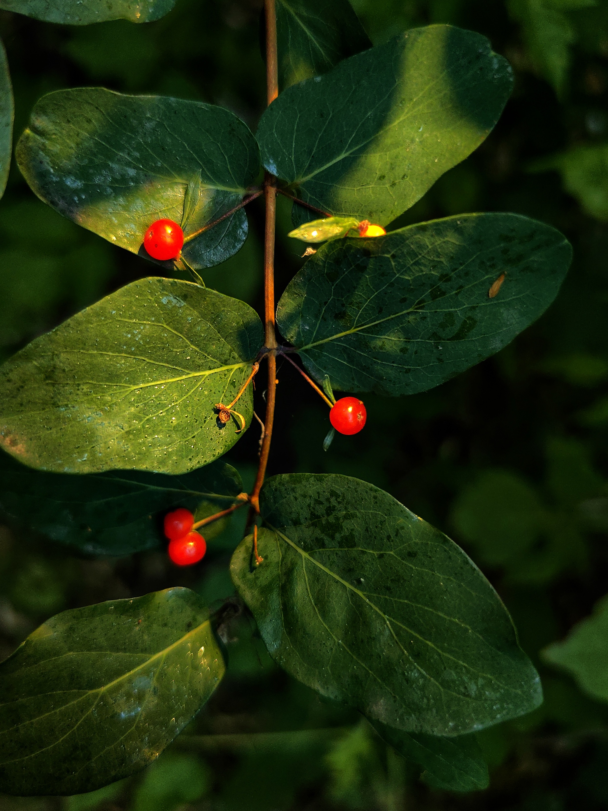 Berry - My, The photo, Landscape, Nature, Beginning photographer, Mobile photography, Macro photography