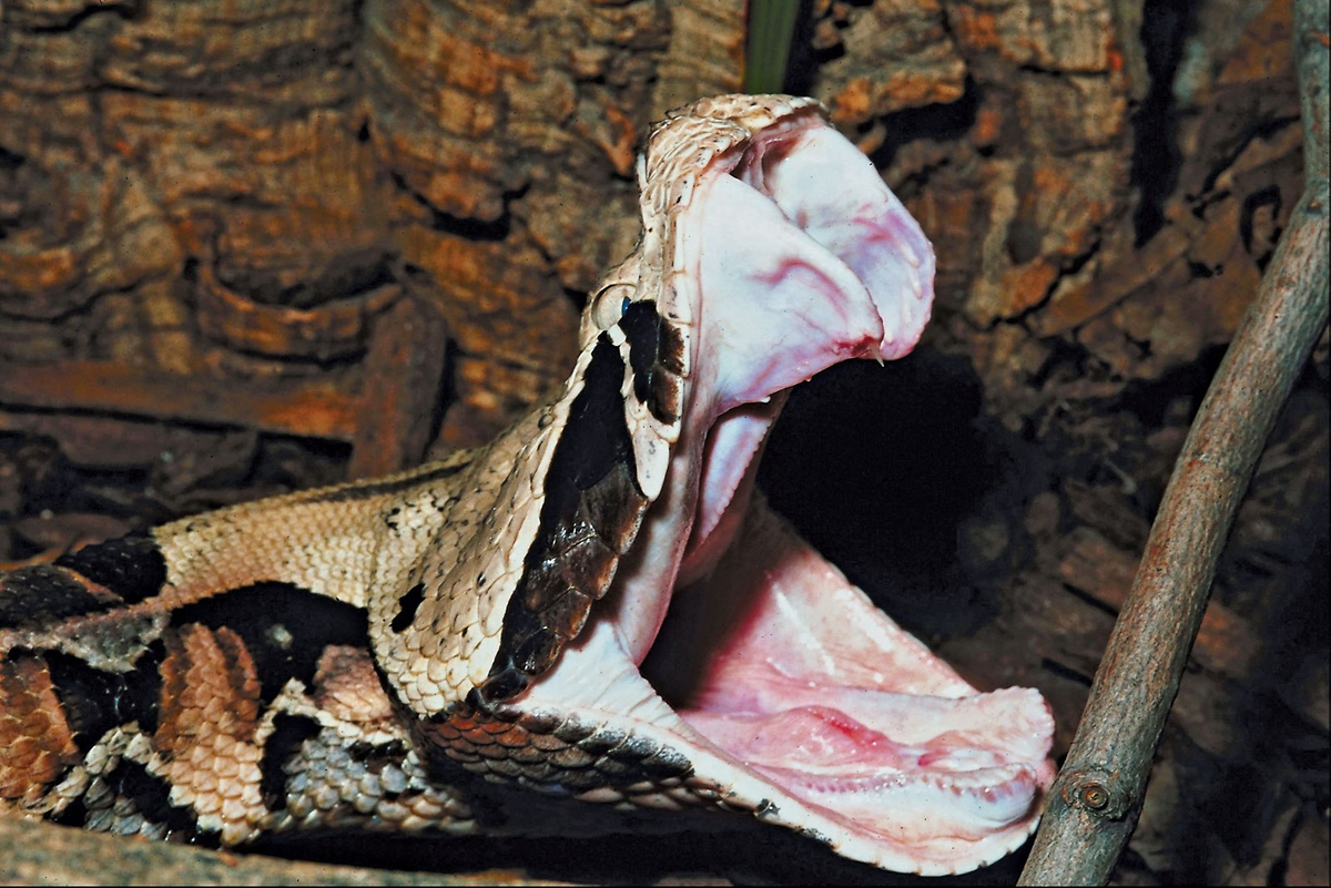 Gaboon Viper: A famous thick snake with powerful venom. Then why is it considered safe? - Animals, Wild animals, Vipers, Negative, Yandex Zen, Yandex Zen (link), Longpost, Reptiles, Poisonous animals