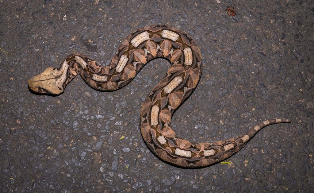 Gaboon Viper: A famous thick snake with powerful venom. Then why is it considered safe? - Animals, Wild animals, Vipers, Negative, Yandex Zen, Yandex Zen (link), Longpost, Reptiles, Poisonous animals