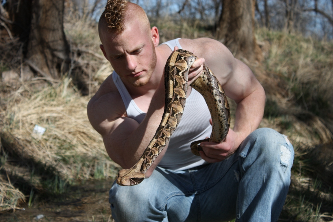 Gaboon Viper: A famous thick snake with powerful venom. Then why is it considered safe? - Animals, Wild animals, Vipers, Negative, Yandex Zen, Yandex Zen (link), Longpost, Reptiles, Poisonous animals