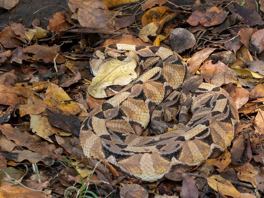 Gaboon Viper: A famous thick snake with powerful venom. Then why is it considered safe? - Animals, Wild animals, Vipers, Negative, Yandex Zen, Yandex Zen (link), Longpost, Reptiles, Poisonous animals