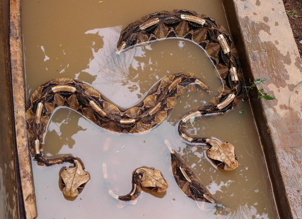 Gaboon Viper: A famous thick snake with powerful venom. Then why is it considered safe? - Animals, Wild animals, Vipers, Negative, Yandex Zen, Yandex Zen (link), Longpost, Reptiles, Poisonous animals