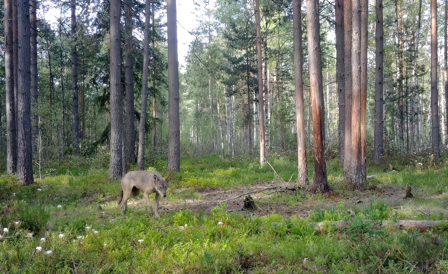 The gray robber took off her winter fur coat - My, Pavel Glazkov, The nature of Russia, Wolf, Leningrad region, Vsevolozhsky district, Video, Video VK, Longpost