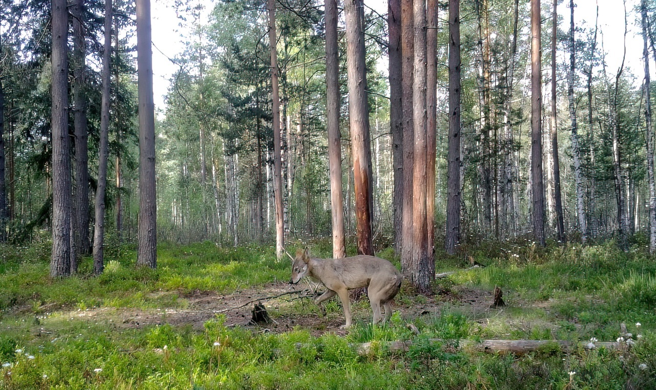 The gray robber took off her winter fur coat - My, Pavel Glazkov, The nature of Russia, Wolf, Leningrad region, Vsevolozhsky district, Video, Video VK, Longpost