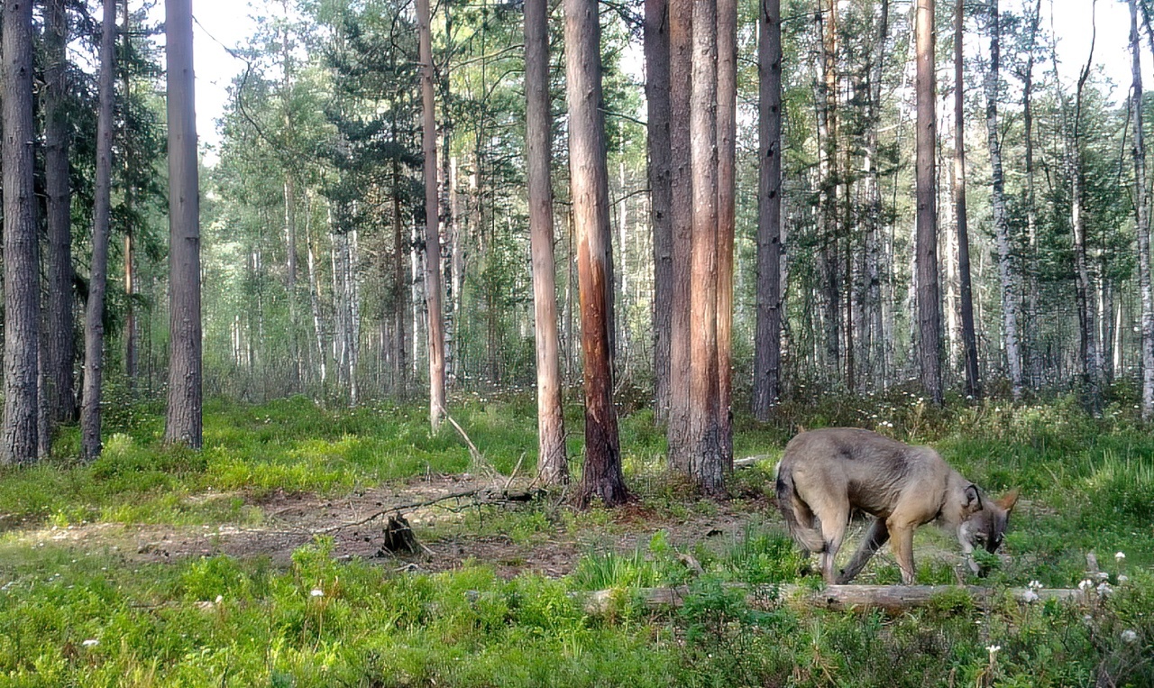 The gray robber took off her winter fur coat - My, Pavel Glazkov, The nature of Russia, Wolf, Leningrad region, Vsevolozhsky district, Video, Video VK, Longpost