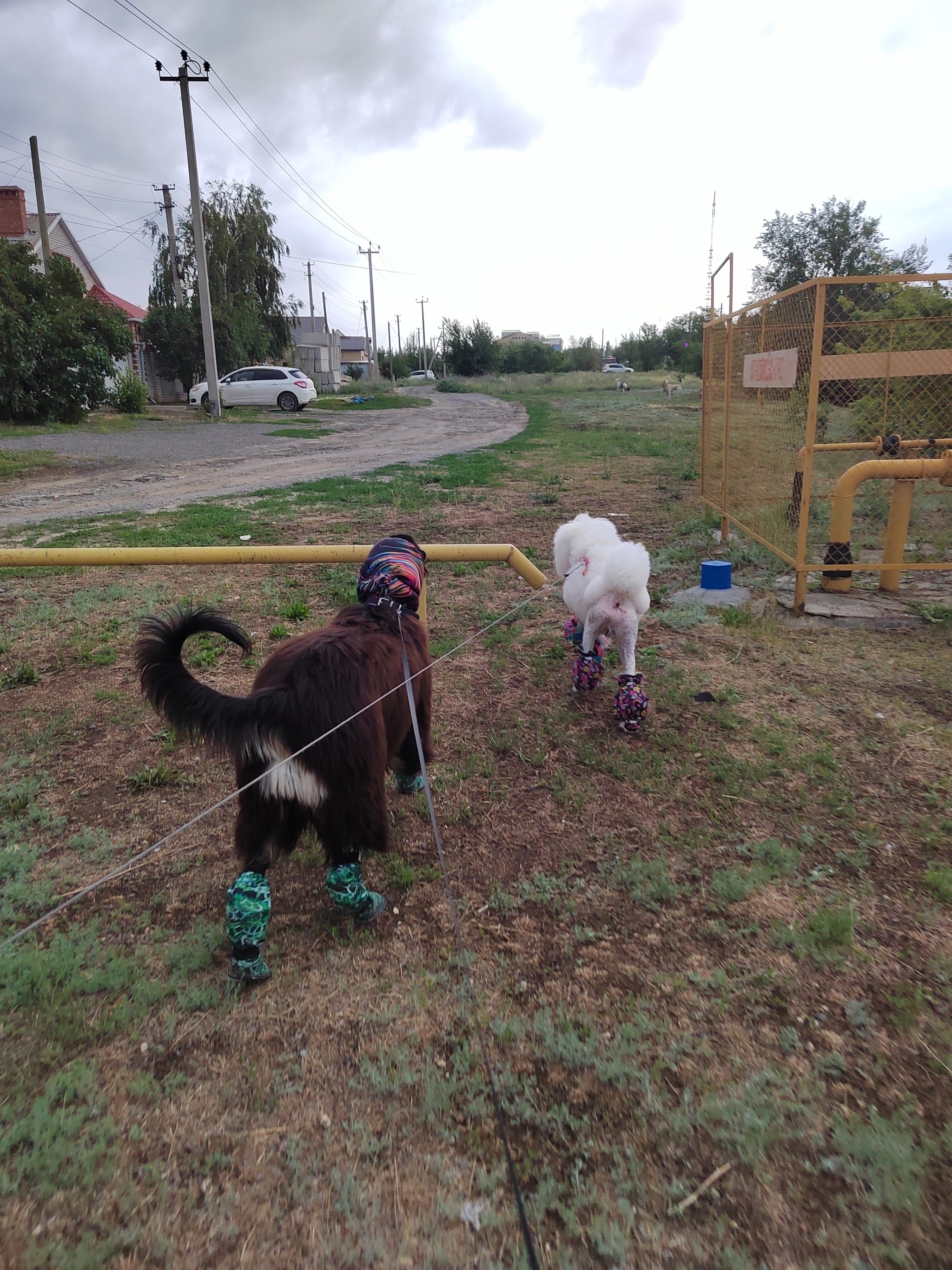 Afghan goat - My, Dog, Pets, Royal Poodle, Afghan hound, Grooming, Longpost