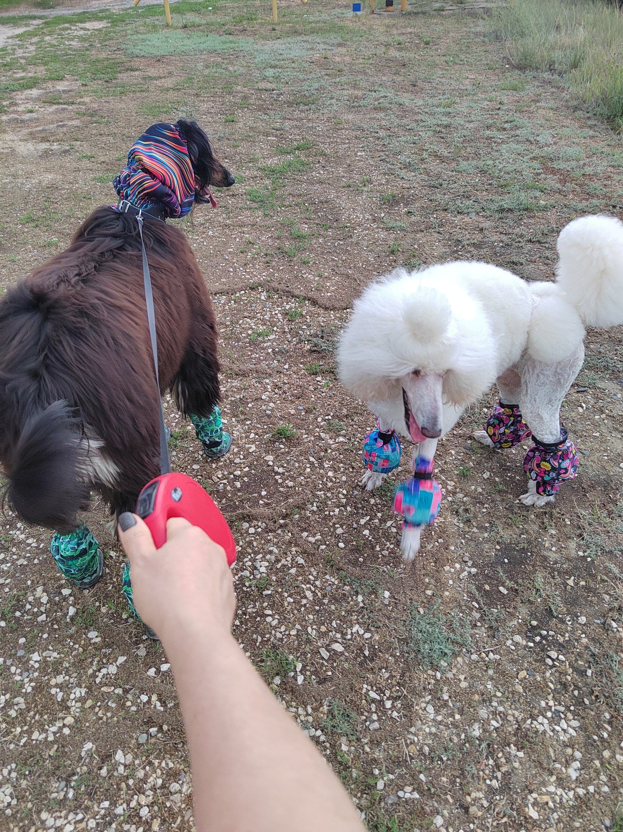 Afghan goat - My, Dog, Pets, Royal Poodle, Afghan hound, Grooming, Longpost