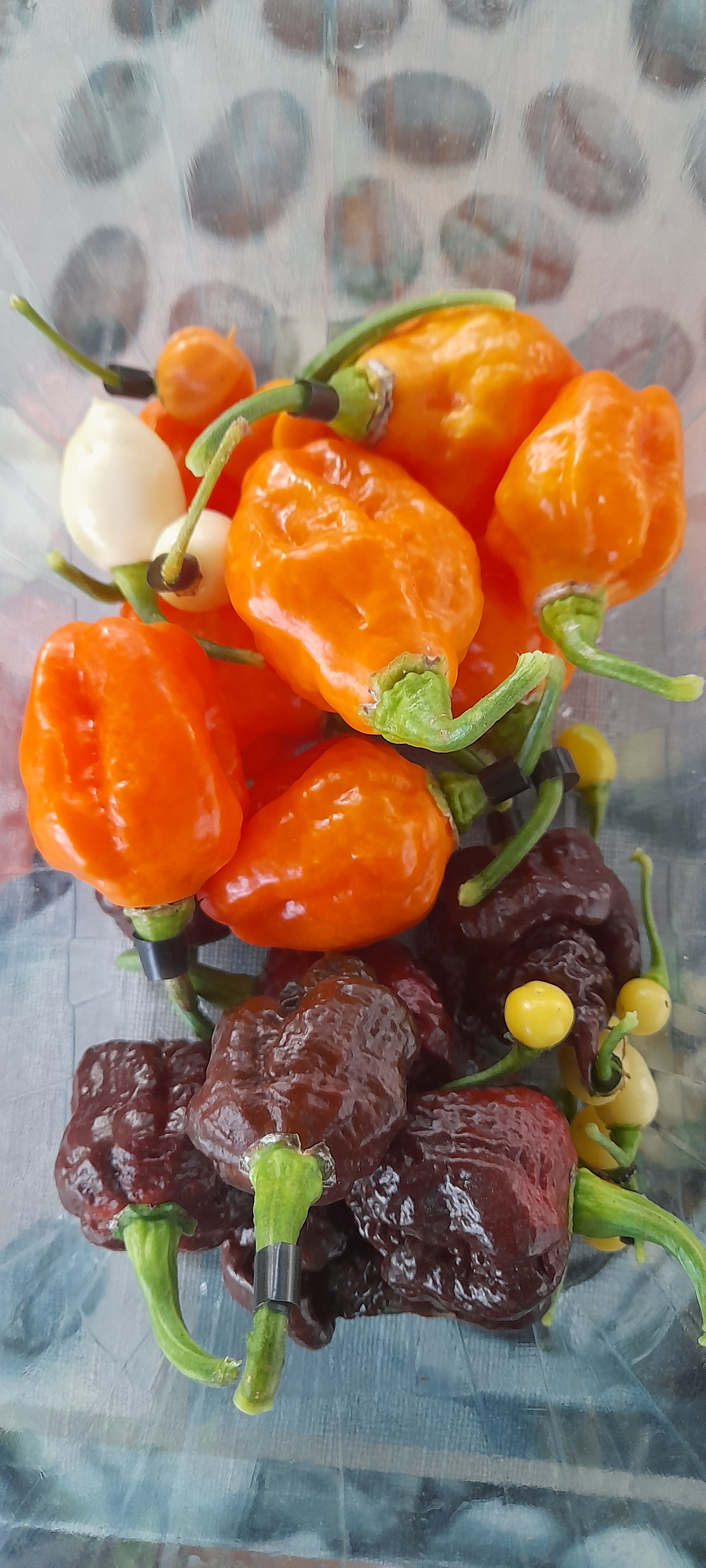 Some fresh peppers - My, Pepper, Hot peppers, Carolinian Reaper, Carolina Reaper, Longpost