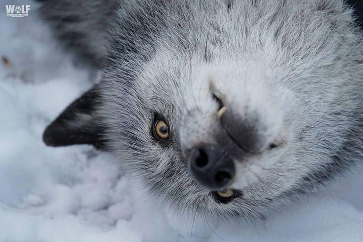 Wolf facial expressions - Wolf, Animals, Emotions, Facial expressions, Milota, The photo, Longpost, Canines