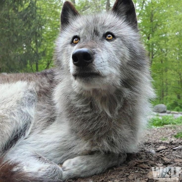 Wolf facial expressions - Wolf, Animals, Emotions, Facial expressions, Milota, The photo, Longpost, Canines