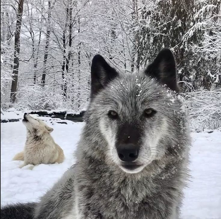 Wolf facial expressions - Wolf, Animals, Emotions, Facial expressions, Milota, The photo, Longpost, Canines