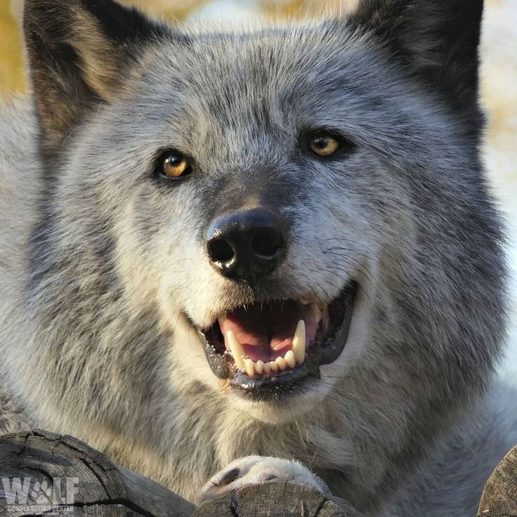 Wolf facial expressions - Wolf, Animals, Emotions, Facial expressions, Milota, The photo, Longpost, Canines