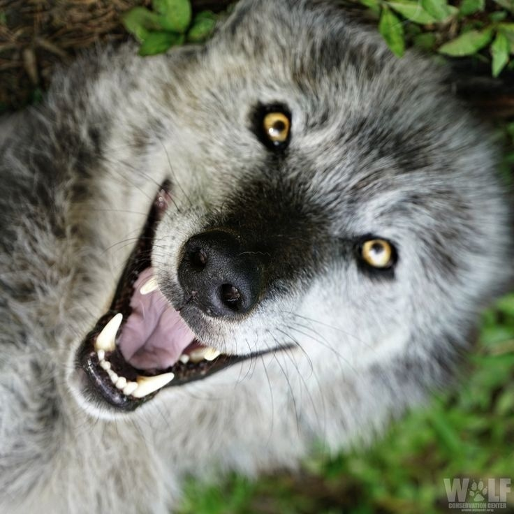 Wolf facial expressions - Wolf, Animals, Emotions, Facial expressions, Milota, The photo, Longpost, Canines