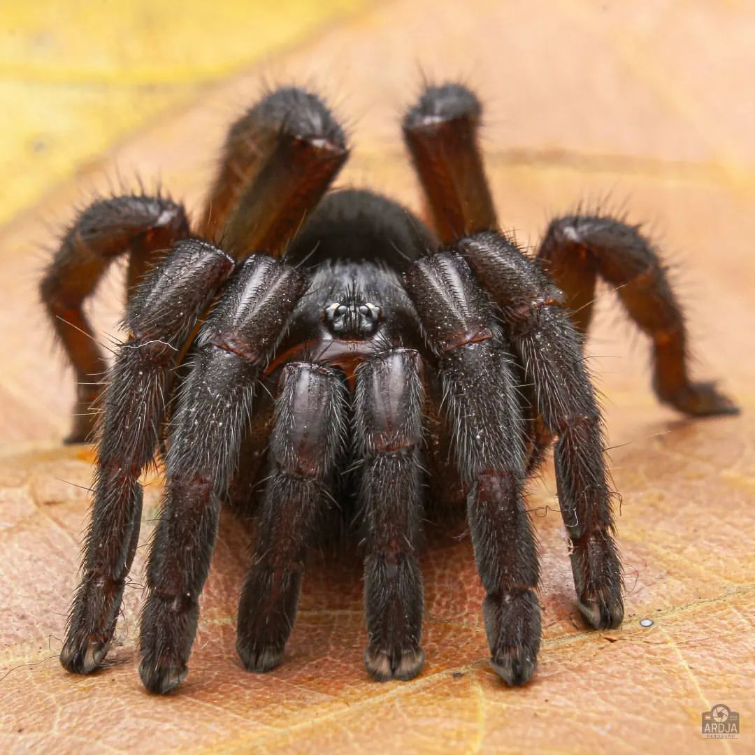 Javan tarantula - Spider, Arthropods, Wild animals, Poisonous animals, wildlife, Indonesia, The photo