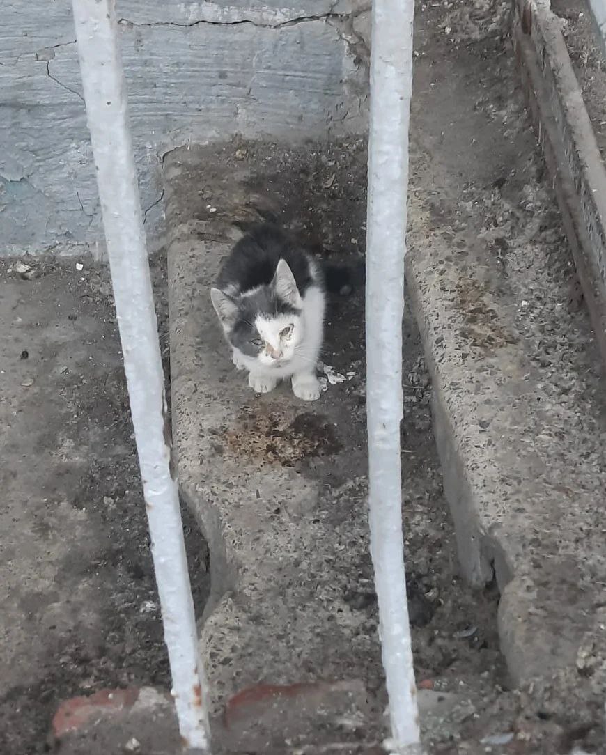 The kittens are practically mole rats, they will die on the street - My, No rating, cat, Kittens, Animal Rescue, Animal shelter, Helping animals, SOS, Trouble, Longpost, Is free, Cat lovers, I will give, Moscow, Pets, Small cats, In good hands