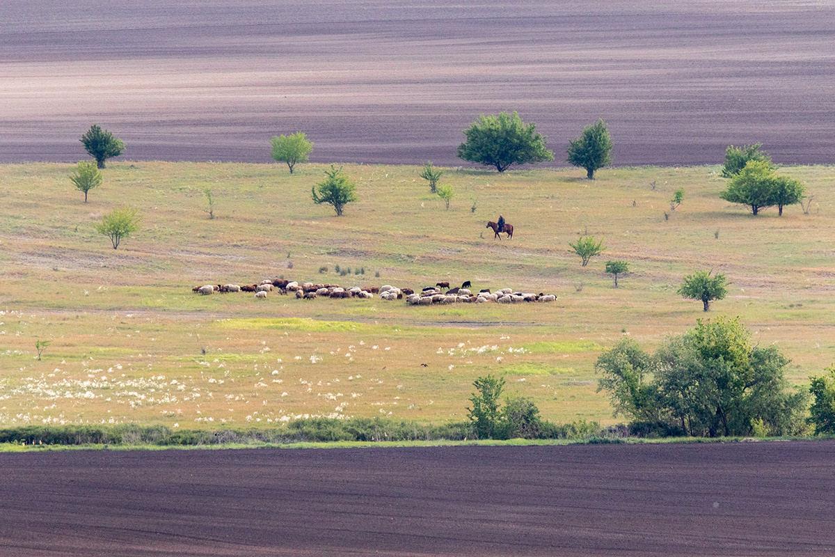 The last piece of the steppe - My, Steppe, Rostov region, Shepherd, Sheeps, The photo