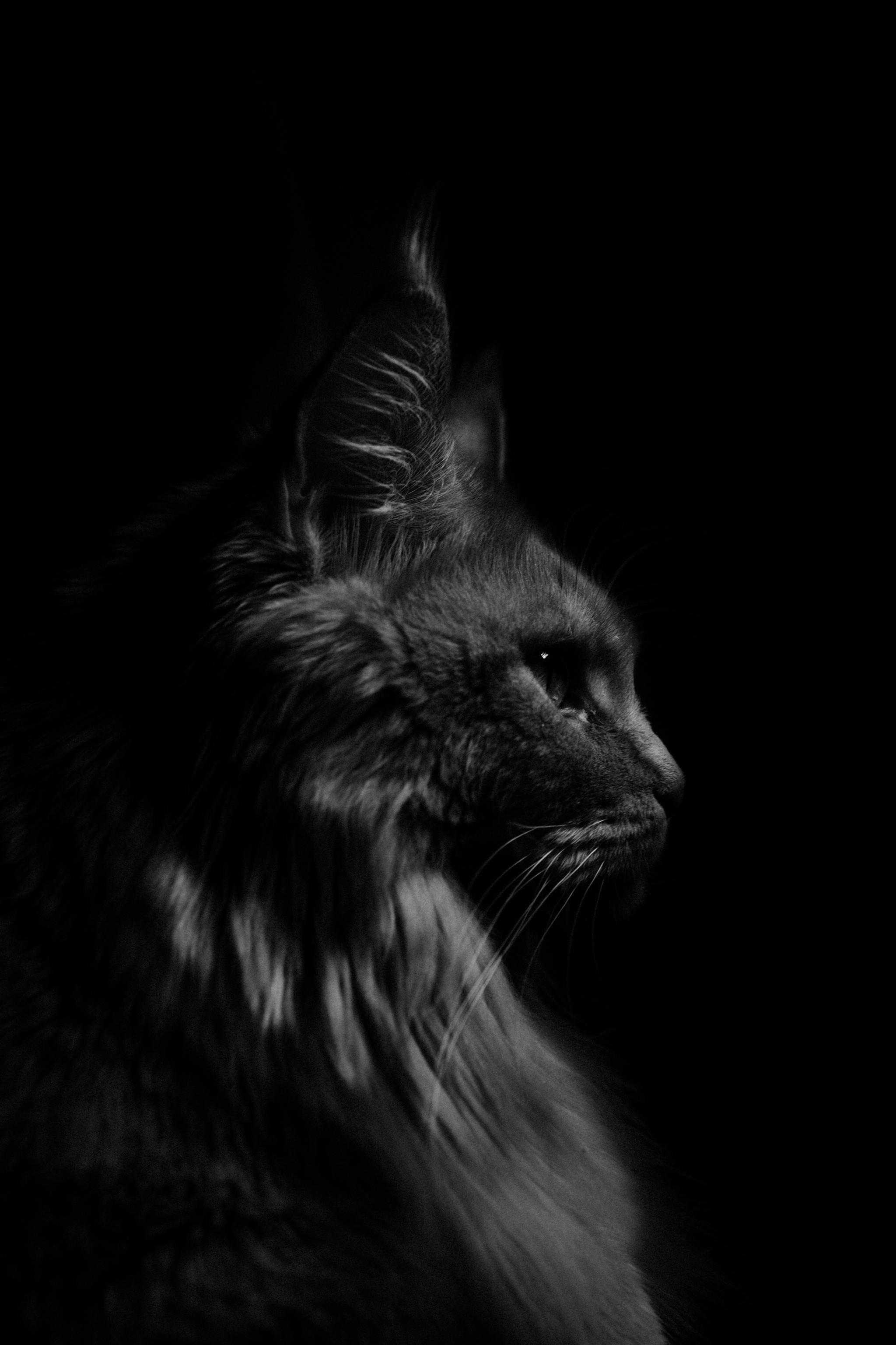 Котосессия | Пикабу