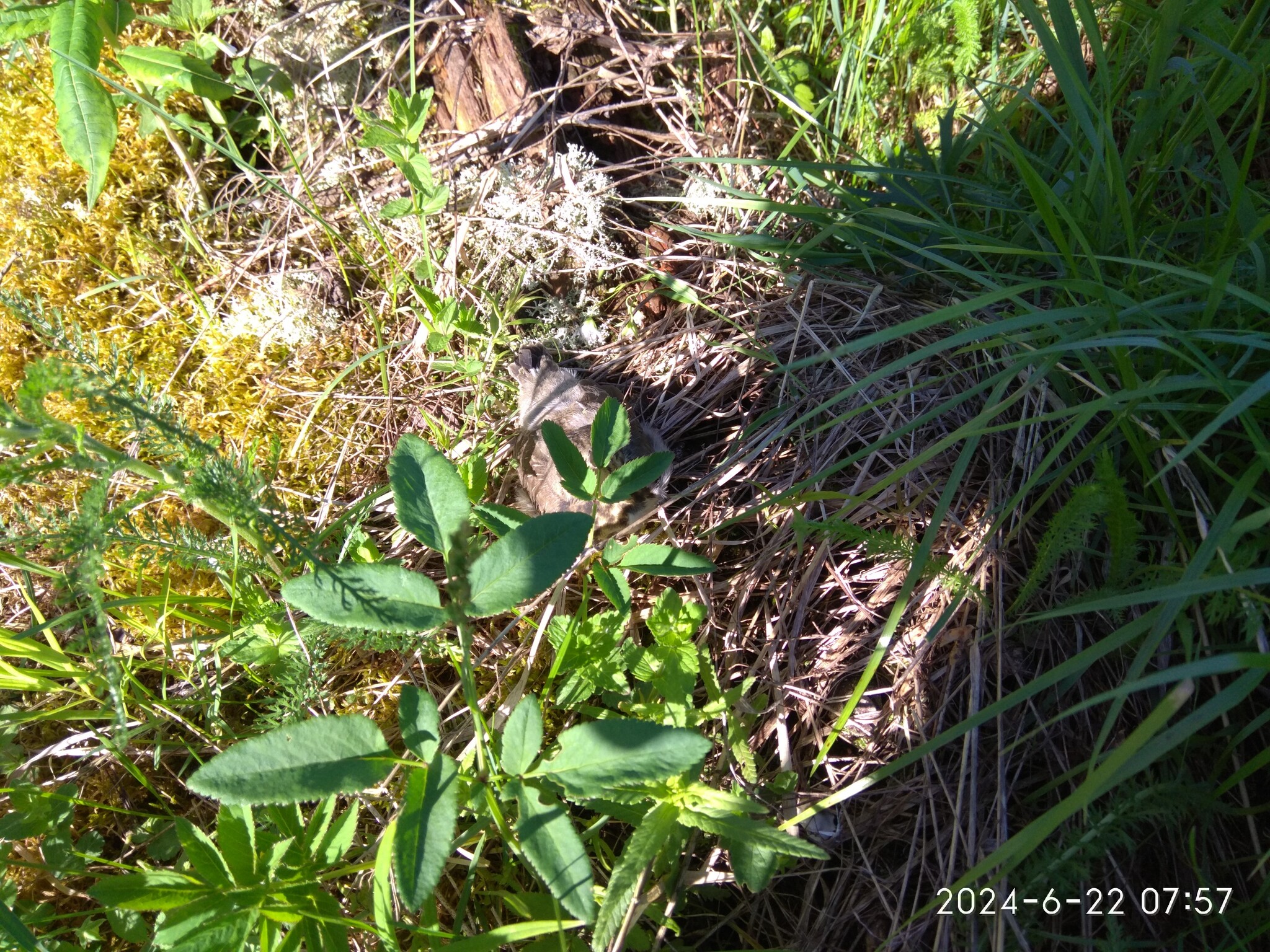 Неожиданная встреча | Пикабу