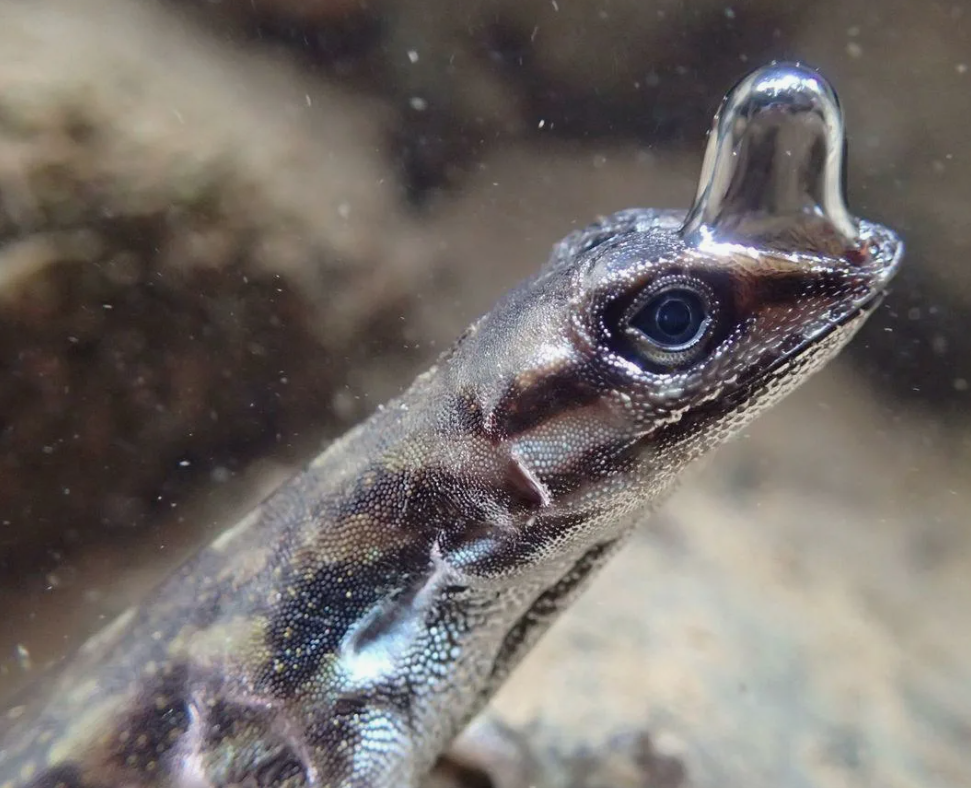 Underwater blower - The science, Biology, Nauchpop, Evolution, Lizard, Video, Soundless