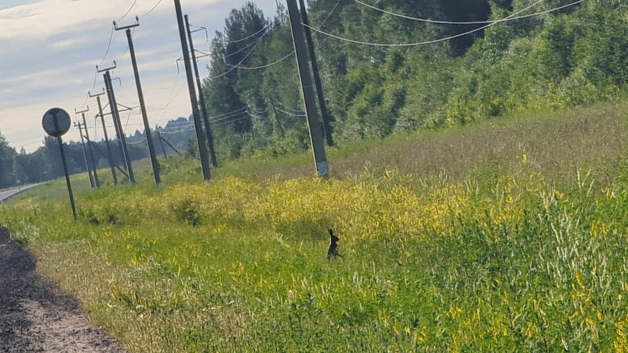 Traveled 345.6 km at one time, met a hare - My, A bike, Bike ride, Bike trip, Cyclist, Travels, Travel across Russia, Стрим, Live, Hare, Record, Video, Longpost