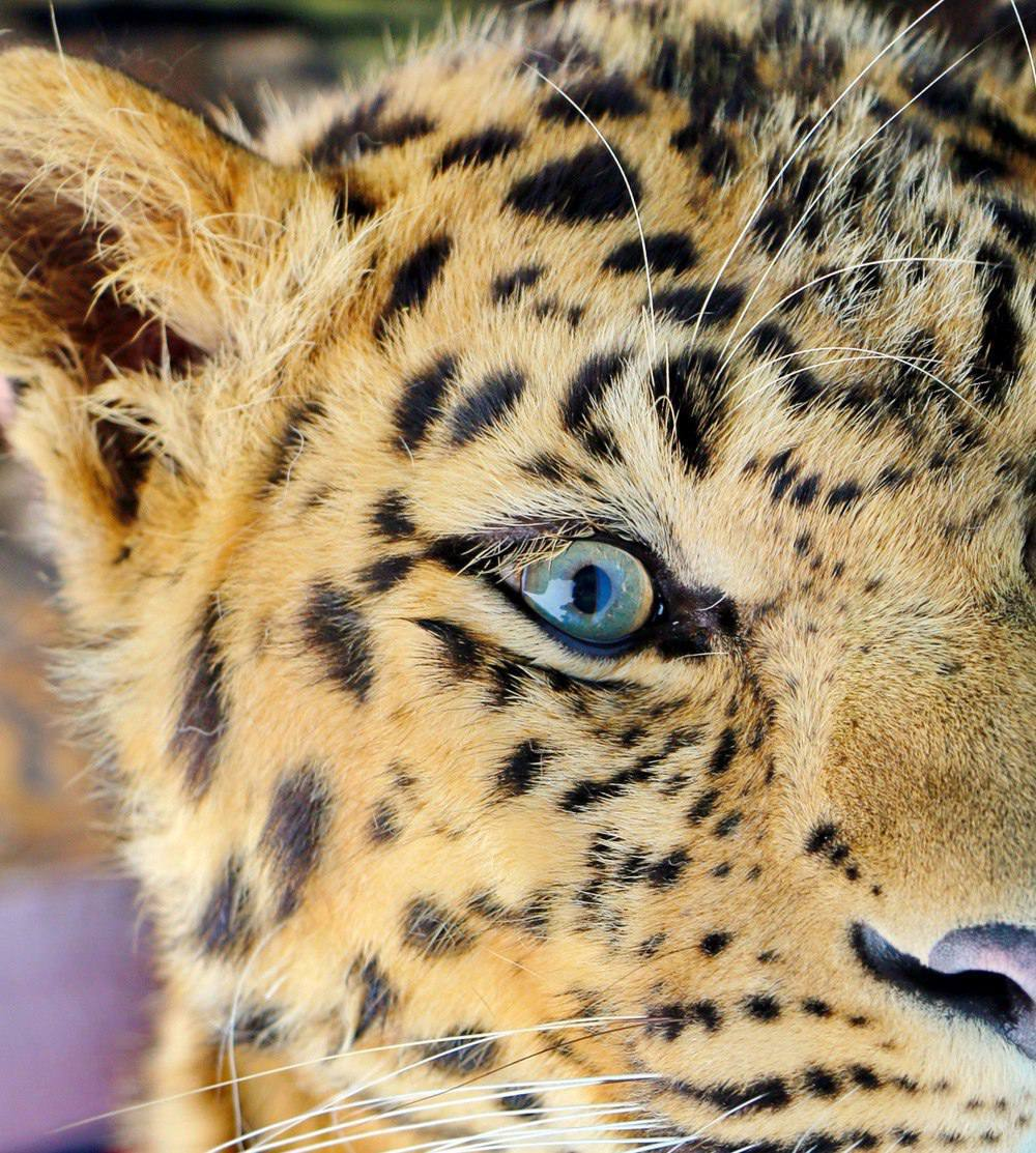 Eyes are the mirror of the soul - Far Eastern leopard, Eyes, Rare view, Red Book, beauty, National park, Phototrap, Primorsky Krai, The photo, wildlife, Land of the Leopard, Predatory animals, Leopard, Big cats, Cat family, Telegram (link), Longpost