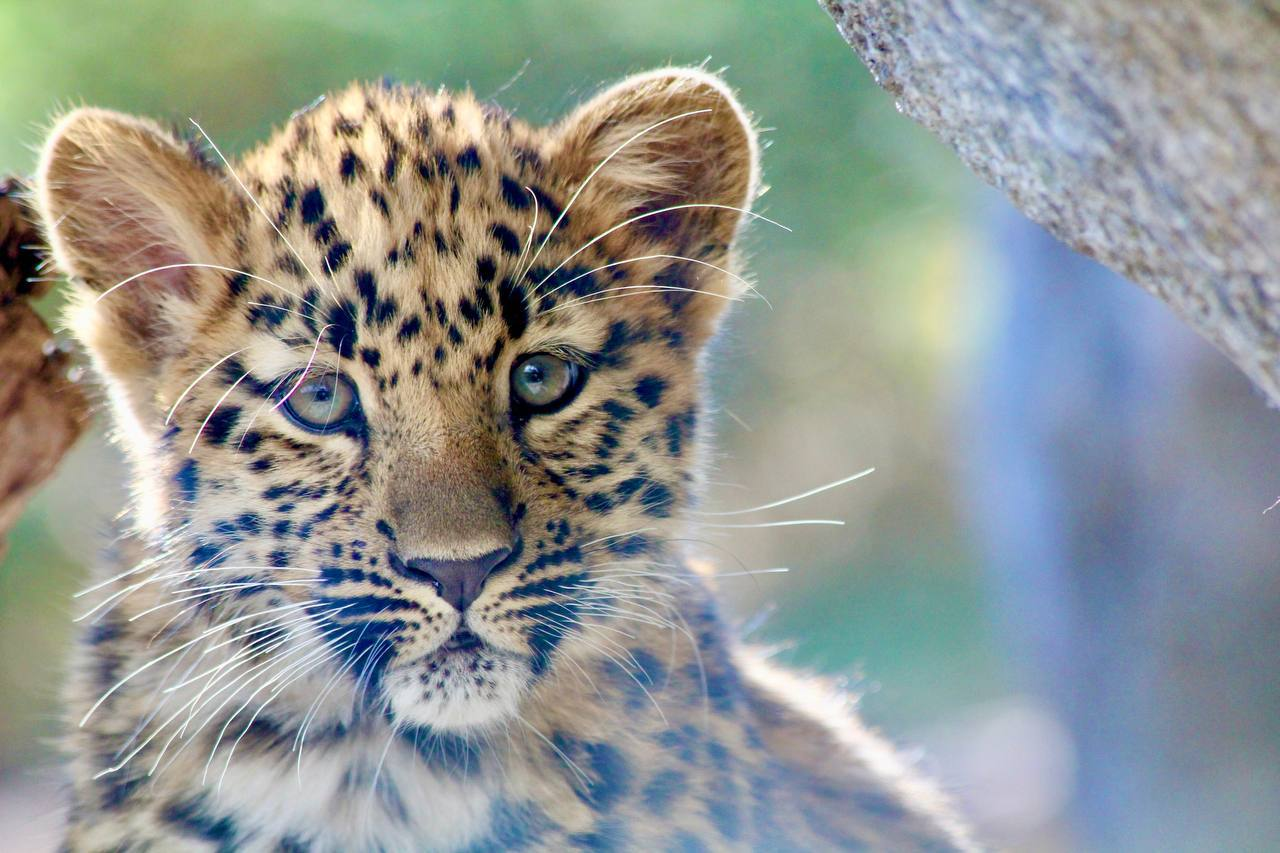 Eyes are the mirror of the soul - Far Eastern leopard, Eyes, Rare view, Red Book, beauty, National park, Phototrap, Primorsky Krai, The photo, wildlife, Land of the Leopard, Predatory animals, Leopard, Big cats, Cat family, Telegram (link), Longpost