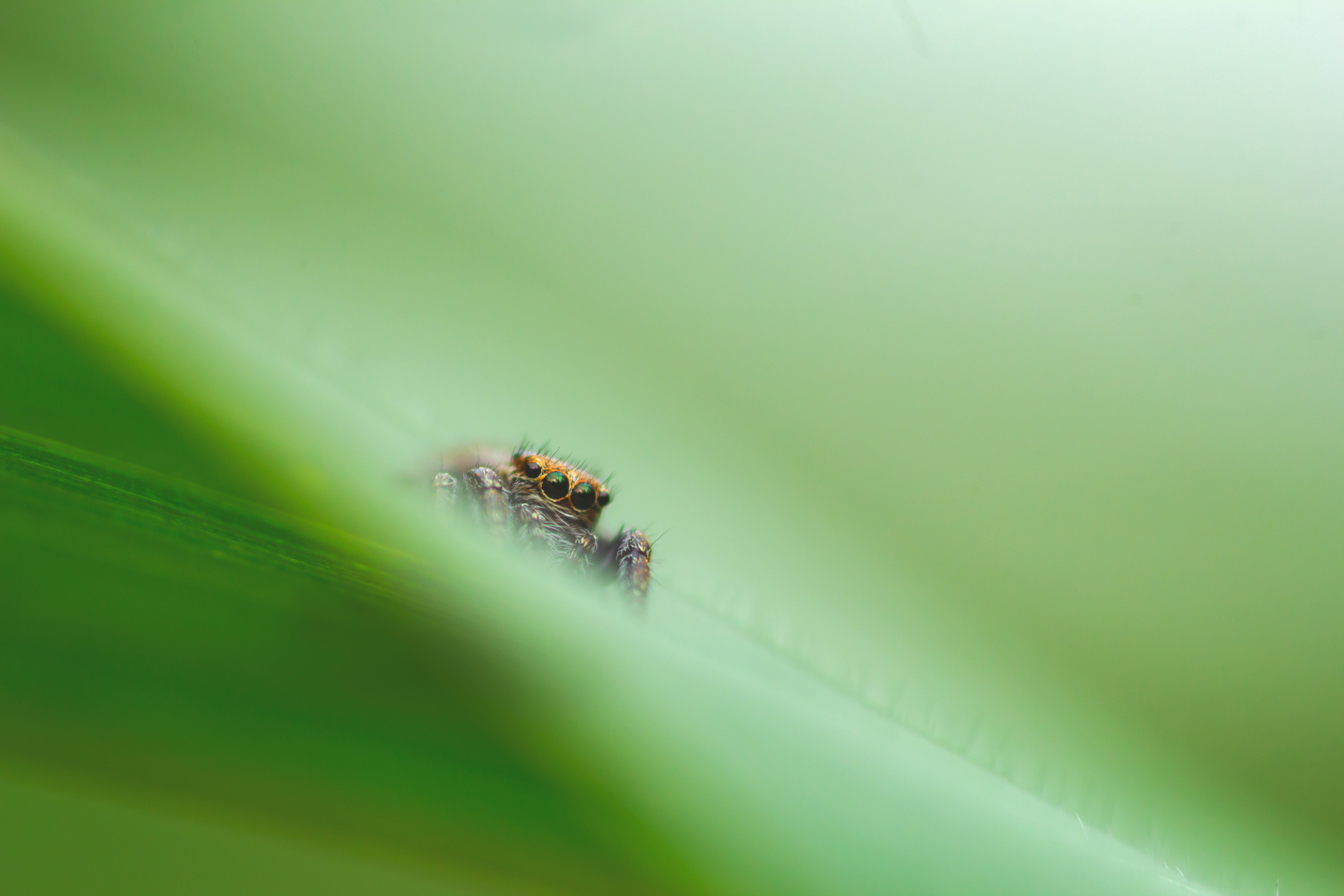 Children of corn) - My, Spider, Dragonfly, Forest, Field, Summer, Insects, Longpost