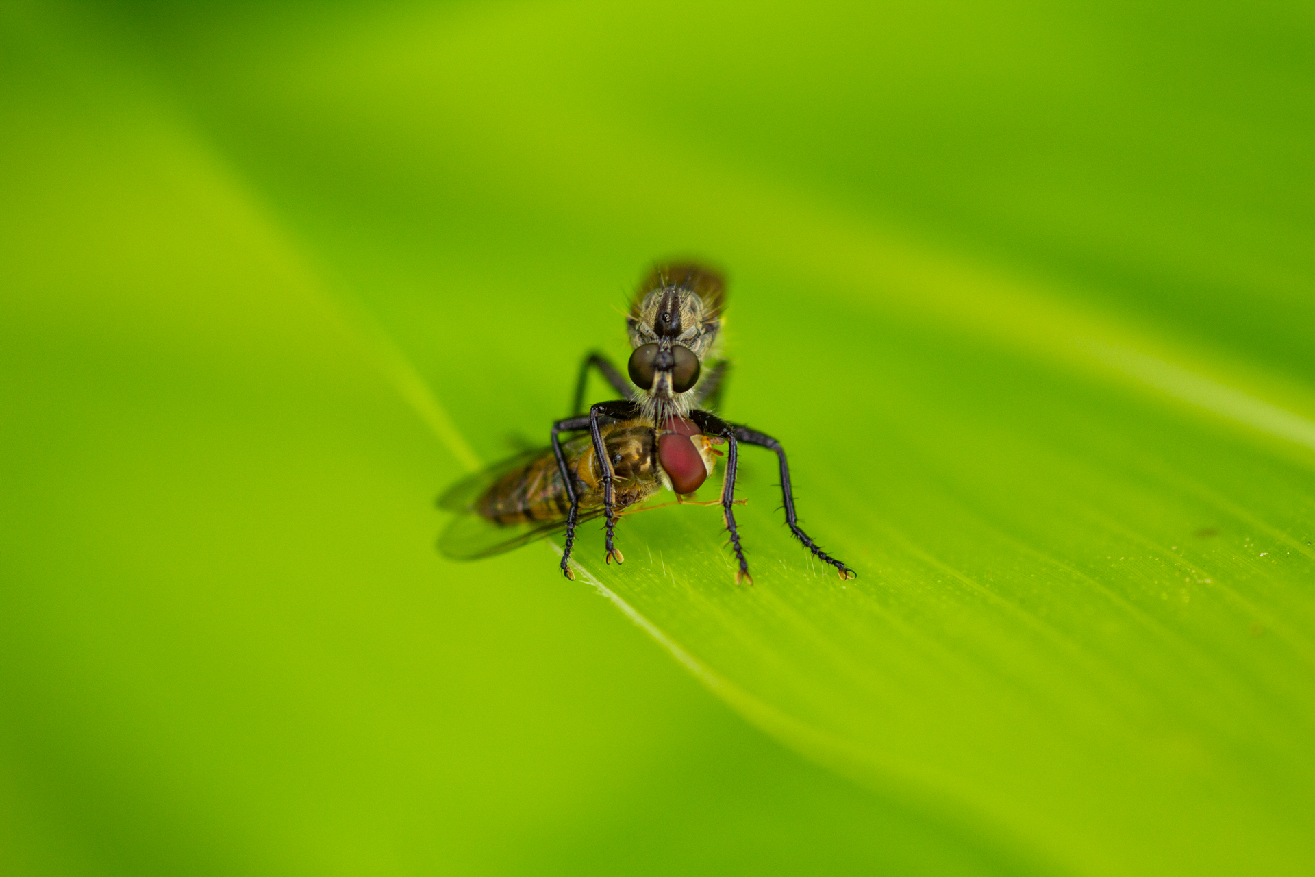 Children of corn) - My, Spider, Dragonfly, Forest, Field, Summer, Insects, Longpost