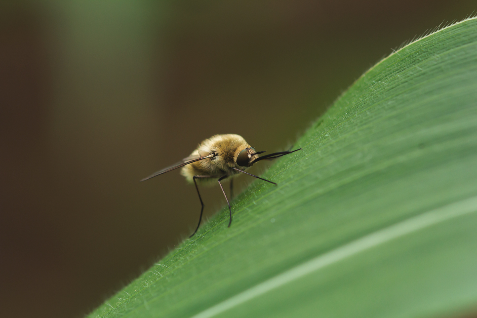 Children of corn) - My, Spider, Dragonfly, Forest, Field, Summer, Insects, Longpost