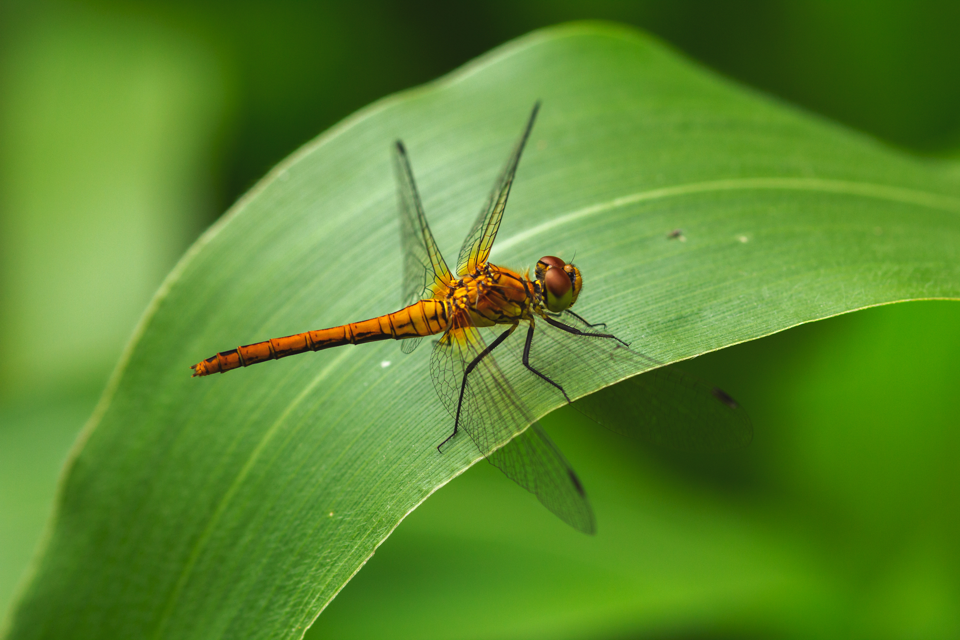 Children of corn) - My, Spider, Dragonfly, Forest, Field, Summer, Insects, Longpost