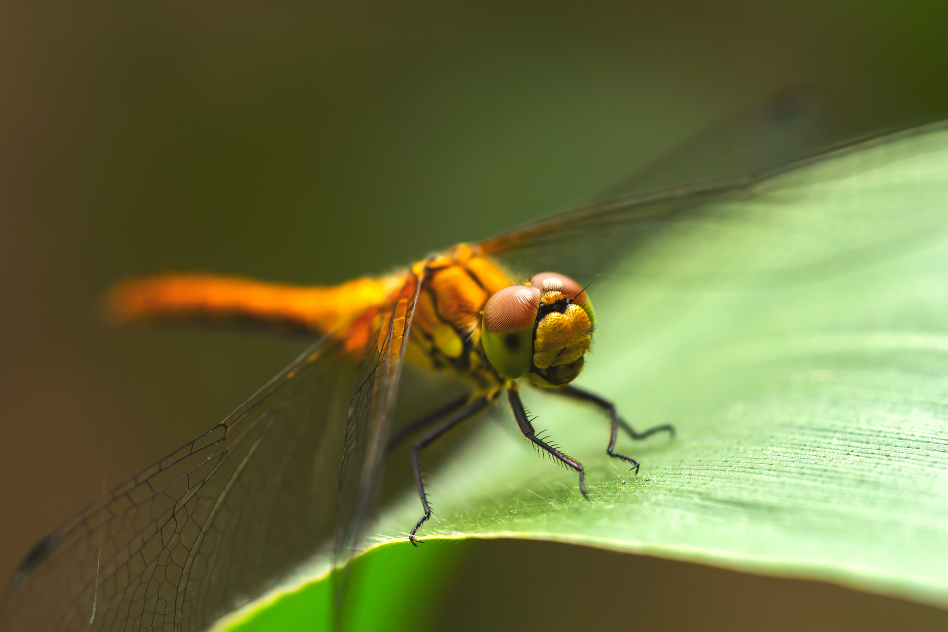 Children of corn) - My, Spider, Dragonfly, Forest, Field, Summer, Insects, Longpost