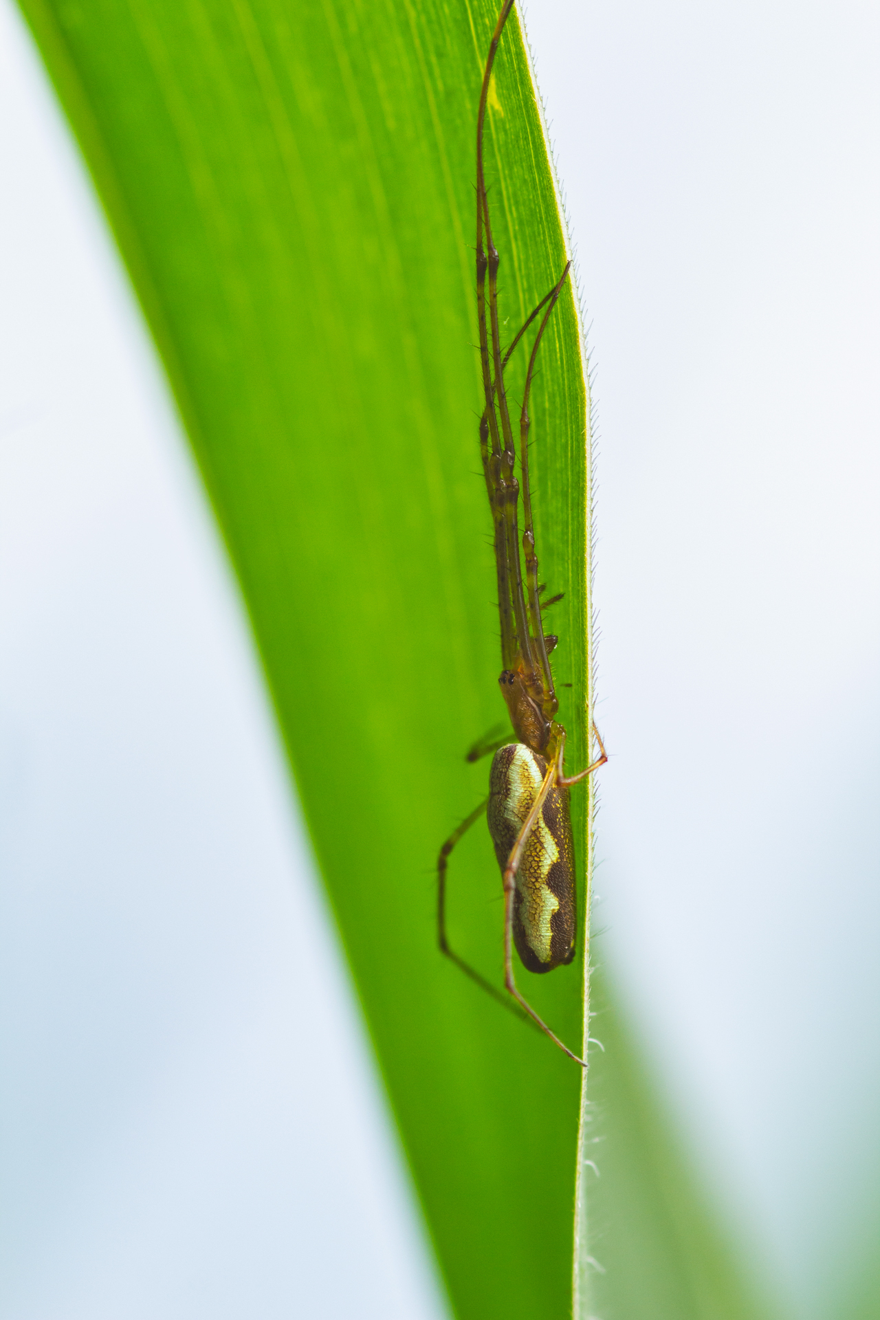 Children of corn) - My, Spider, Dragonfly, Forest, Field, Summer, Insects, Longpost