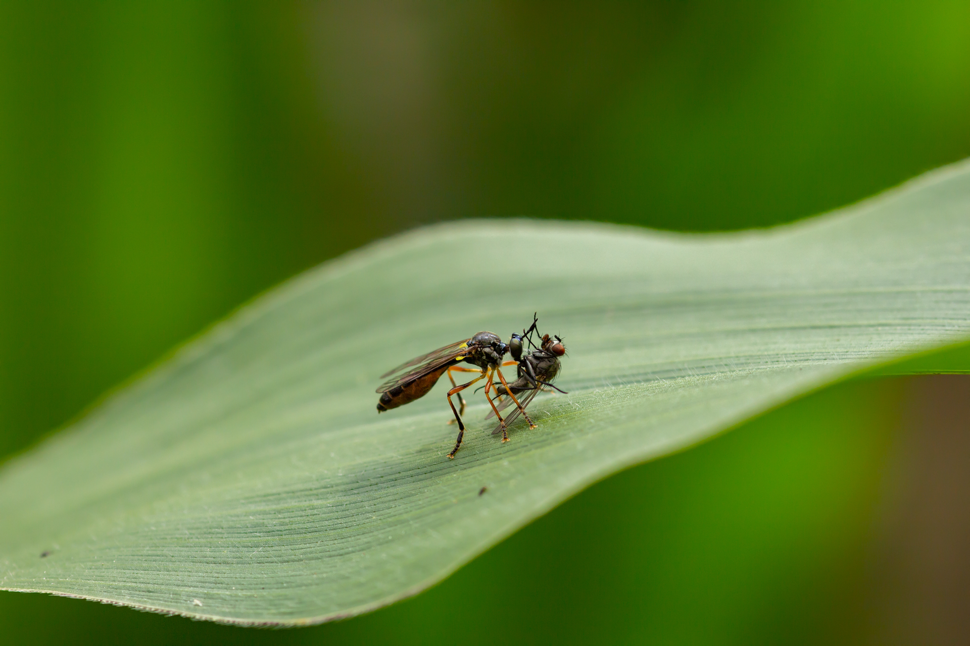 Children of corn) - My, Spider, Dragonfly, Forest, Field, Summer, Insects, Longpost