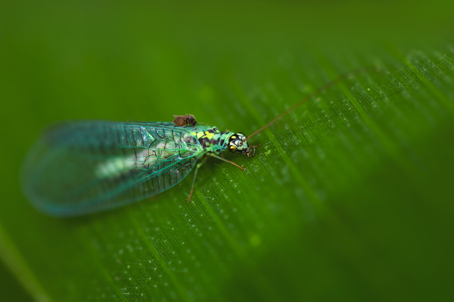 Children of corn) - My, Spider, Dragonfly, Forest, Field, Summer, Insects, Longpost