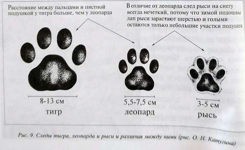 Как отличить следы тигра, леопарда и рыси - Следы, Семейство кошачьих, Амурский тигр, Дальневосточный леопард, Европейская рысь, Тигр, Леопард, Рысь, Хищные животные, Дикие животные, Большие кошки, Малые кошки, Национальный парк, Земля Леопарда, Приморский край, Фотография, Познавательно, Telegram (ссылка)