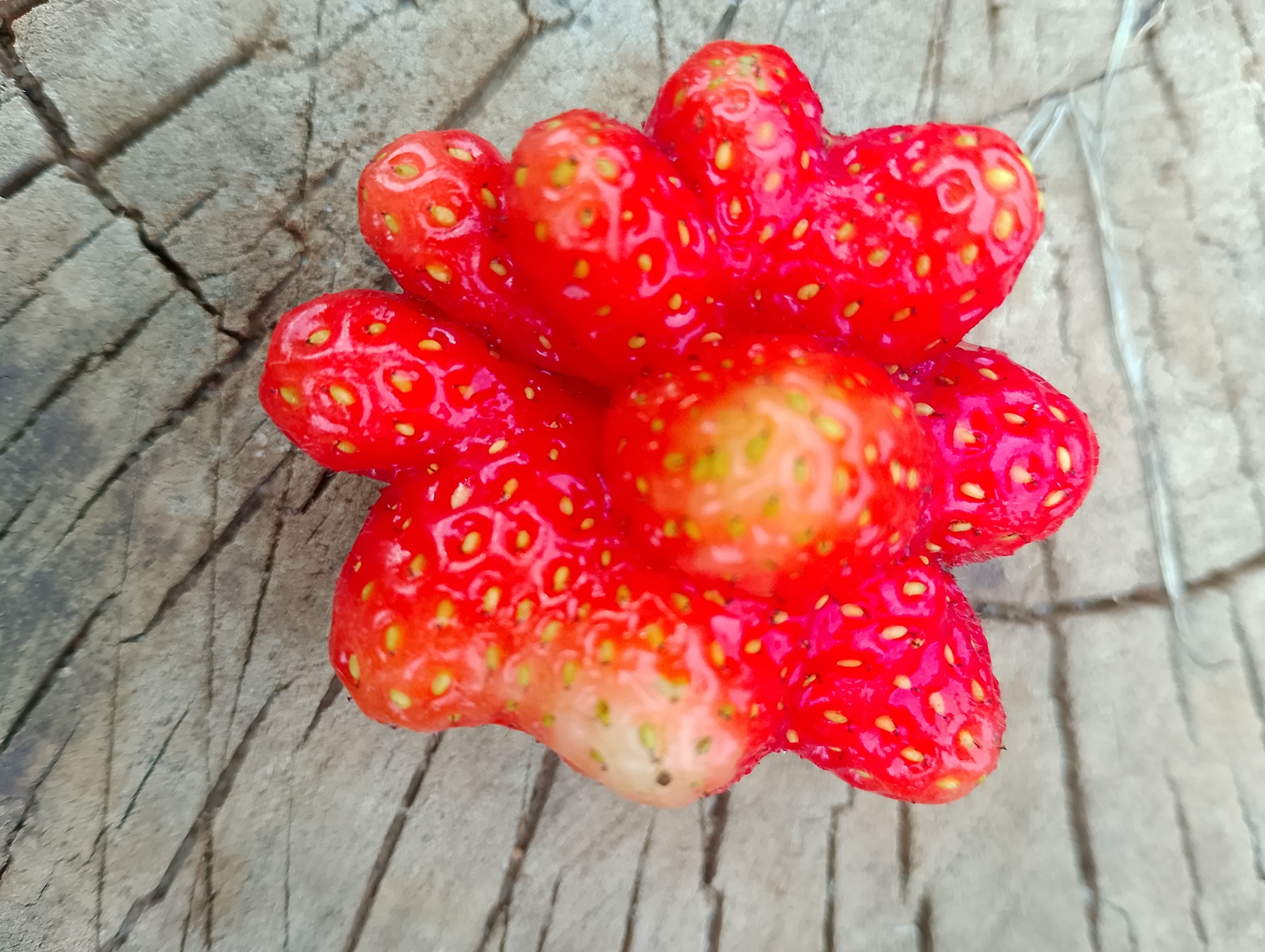 Strawberry! - My, The photo, Strawberry (plant), Unusual, Gardening, Plants, Longpost