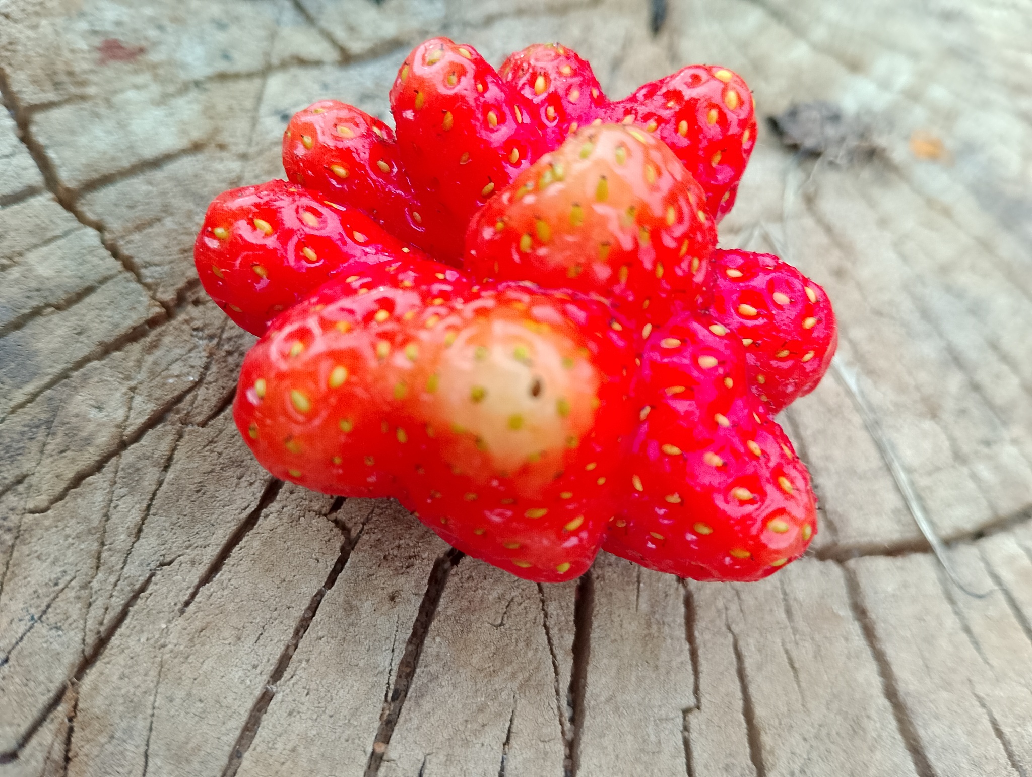 Strawberry! - My, The photo, Strawberry (plant), Unusual, Gardening, Plants, Longpost