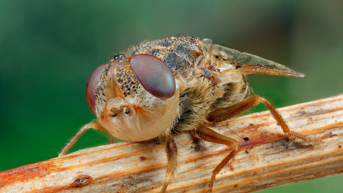 Gadfly: They don't bite, they don't have a mouth. Their danger is much more hidden, but stereotypes have confused people - Gadfly, Insects, Animals, Wild animals, Yandex Zen, Yandex Zen (link), Longpost