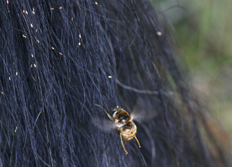 Gadfly: They don't bite, they don't have a mouth. Their danger is much more hidden, but stereotypes have confused people - Gadfly, Insects, Animals, Wild animals, Yandex Zen, Yandex Zen (link), Longpost